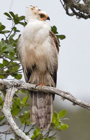 African Harrier Hawk